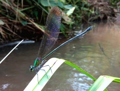 Vestalis nigrescens