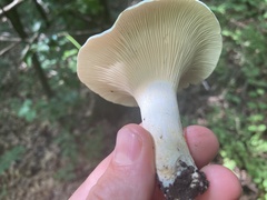 Cantharellus phasmatis