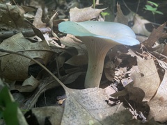 Cantharellus phasmatis