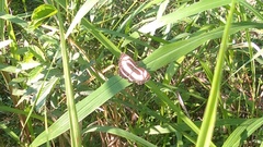 Neptis hylas