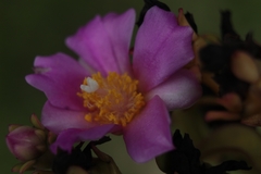 Pereskia grandifolia
