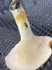 Cantharellus phasmatis