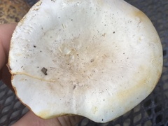 Cantharellus phasmatis