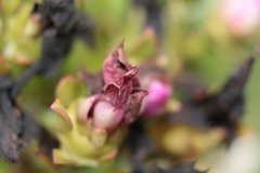 Pereskia grandifolia