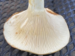 Cantharellus phasmatis