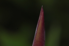 Pereskia grandifolia
