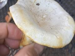 Cantharellus phasmatis