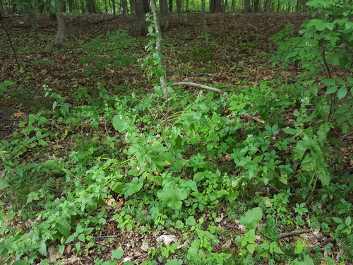 Nepeta cataria