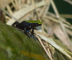 Mantella laevigata