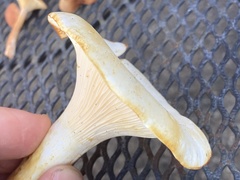 Cantharellus phasmatis