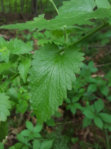 Nepeta cataria