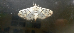 Dichocrocis sabatalis