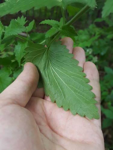 Nepeta cataria