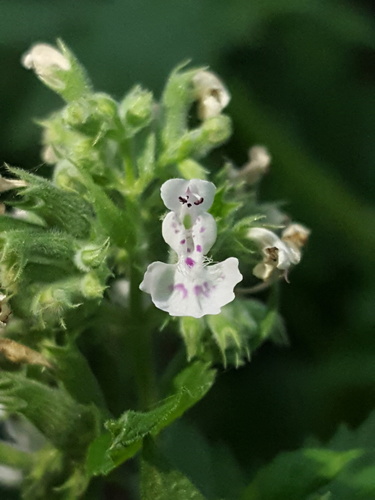 Nepeta cataria