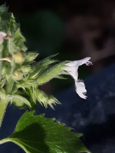 Nepeta cataria