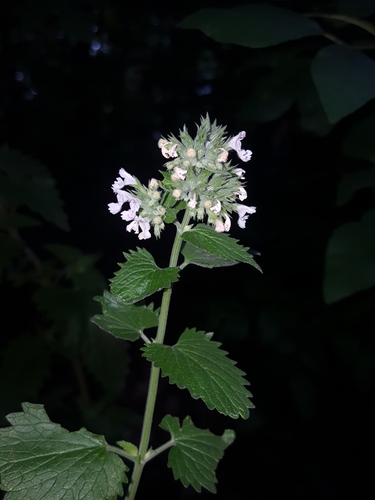 Nepeta cataria
