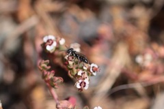 Miscophini