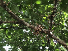 Ficus variegata garciae