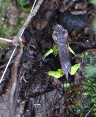 Mantella nigricans