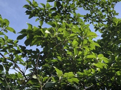 Ficus variegata garciae