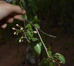 Jatropha cordata
