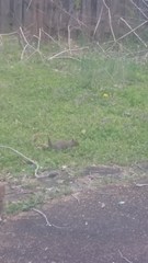 Sciurus carolinensis