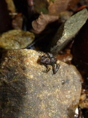 Mantidactylus