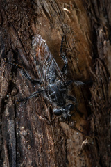 Andrenosomatini