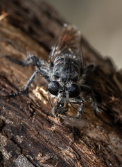 Andrenosomatini