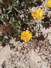 Grindelia aegialitis