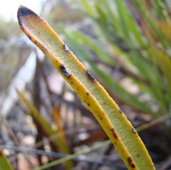 Protea scabra