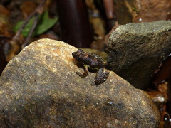 Mantidactylus
