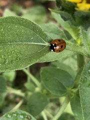 Coccinella septempunctata