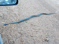 Aspidites melanocephalus