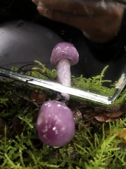 Cortinarius magellanicus