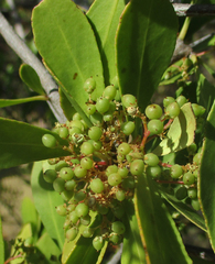 Gymnosporia senegalensis image