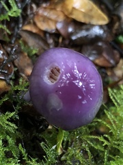 Cortinarius magellanicus