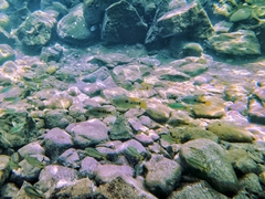 Herichthys carpintis