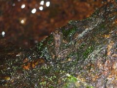 Mantidactylus