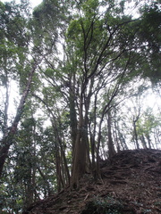 Quercus salicina