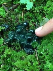 Hypomyces leotiicola