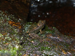 Mantidactylus