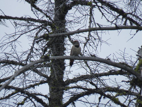Northern Flicker