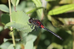 Leucorrhinia glacialis