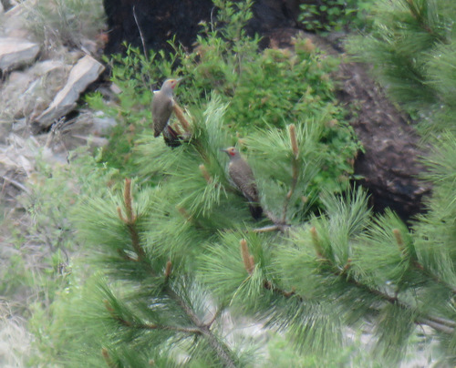 Northern Flicker