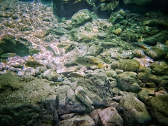 Herichthys carpintis