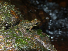Mantidactylus