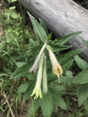 Lithospermum macromeria