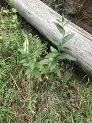 Lithospermum macromeria
