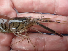 Macrobrachium formosense